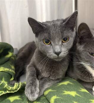 SPARROW -  Domestic Short Hair Cat for Adoption in Indianapolis, Indiana - SPARROW | PetCurious