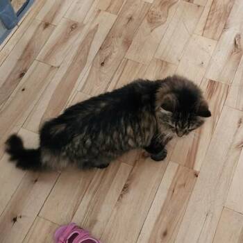 Glenn -  Domestic Long Hair and Domestic Short Hair Cat for Adoption in Montreal, Quebec - Glenn | PetCurious