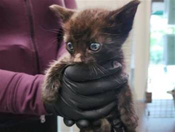 Rescue Domestic Short Hair Cats for Adoption in Nashville, Tennessee - Bat | PetCurious