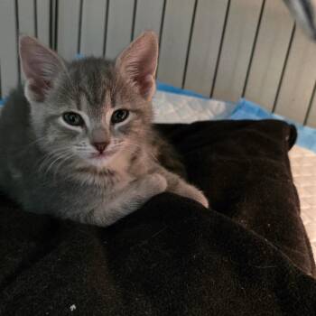 Domestic Short Hair Cats Available for Adoption in Chattanooga, Tennessee - Sweet Onion | PetCurious