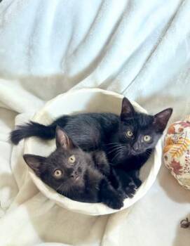 Spider & Sully BONDED -  Bombay and Domestic Short Hair Cat for Adoption in Boca Raton, Florida - Spider & Sully BONDED | PetCurious