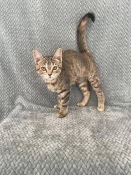Rescue Domestic Short Hair Cats for Adoption in Buffalo, Minnesota - Lydia | PetCurious