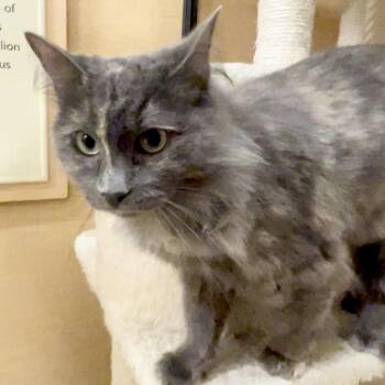 Domestic Long Hair Cats Available for Adoption in Los Angeles, California - Beauty | PetCurious