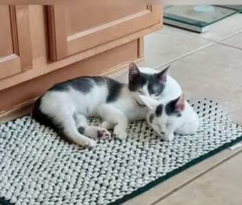 Rescue Domestic Short Hair Cats for Adoption in Sugar Land, Texas - Kleya (bonded With Chewie) | PetCurious