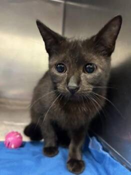 Domestic Short Hair Cats Available for Adoption in San Antonio, Texas - Arcee | PetCurious