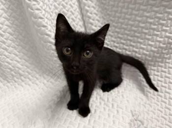 GRIMOIRE -  Domestic Short Hair Cat for Adoption in Louisville, Kentucky - GRIMOIRE | PetCurious