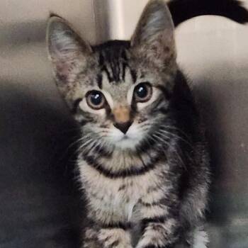 Beatrix K46652 -  Domestic Short Hair Cat for Adoption in Corsicana, Texas - Beatrix K46652 | PetCurious