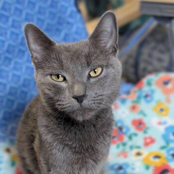 Champagne -  American Shorthair Cat for Adoption in Griswold, Connecticut - Champagne | PetCurious
