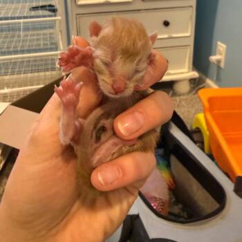 Toast -  Domestic Short Hair Cat for Adoption in Chaska, Minnesota - Toast | PetCurious