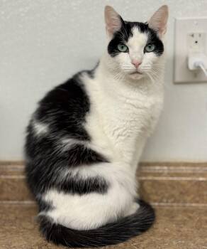 Penguin -  Domestic Short Hair Cat for Adoption in Kearneysville, West Virginia - Penguin | PetCurious