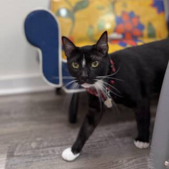 Tuxedo and Domestic Short Hair Cats Available for Adoption in Friendswood, Texas - Wally Lucy Lou | PetCurious