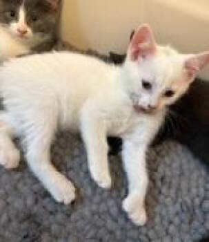 Yuki (polydactyl & bonded with Mazee) -  Domestic Short Hair Cat for Adoption in Pickering, Ontario - Yuki (polydactyl & Bonded With Mazee) | PetCurious