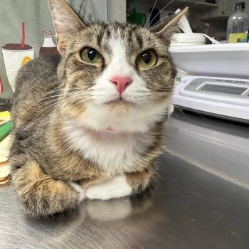 Domestic Short Hair Cats Available for Adoption in Buffalo, New York - Pixie | PetCurious