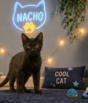 Nino FKA First World Problem -  Domestic Short Hair Cat for Adoption in West Chester, Pennsylvania - Nino FKA First World Problem | PetCurious