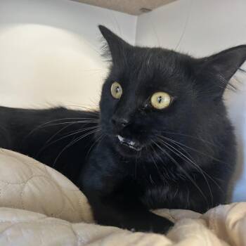 Domestic Medium Hair Cats Available for Adoption in Park City, Utah - Caviar | PetCurious