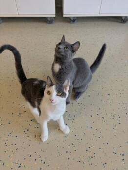 Frisbee -  Domestic Medium Hair and Domestic Short Hair Cat for Adoption in Columbus, Indiana - Frisbee | PetCurious