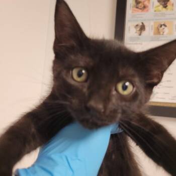 Domestic Short Hair Cats Available for Adoption in Hattiesburg, Mississippi - Kendrick Lamar | PetCurious