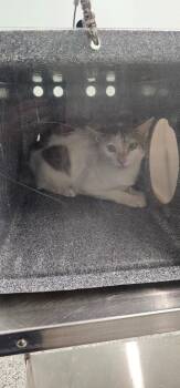 Fiddle -  Domestic Short Hair Cat for Adoption in Athens, Tennessee - Fiddle | PetCurious