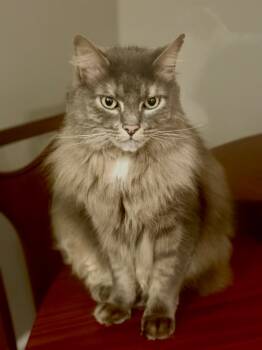 Rescue Domestic Long Hair Cats for Adoption in Hampton, Virginia - Goose | PetCurious