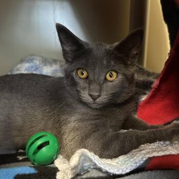 Lala -  Domestic Short Hair Cat for Adoption in Fairport, New York - Lala | PetCurious