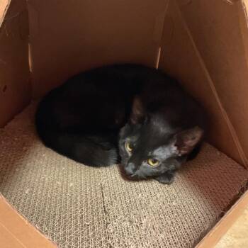 Mantis -  Domestic Short Hair Cat Available for Adoption in Monroe, Louisiana - Mantis | PetCurious