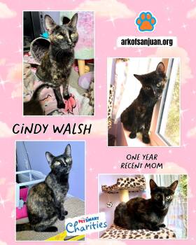 Tortoiseshell Cats Available for Adoption in San Juan Capistrano, California - Cindy Walsh | PetCurious