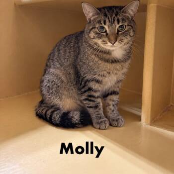 Molly -  Domestic Short Hair Cat for Adoption in Hazlet, New Jersey - Molly | PetCurious
