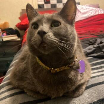 Domestic Short Hair Cats Available for Adoption in Reno, Nevada - Jade | PetCurious