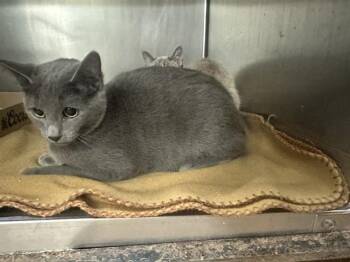 SAGE -  Domestic Short Hair Cat for Adoption in Casper, Wyoming - SAGE | PetCurious