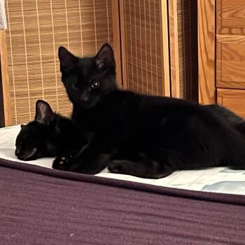 Sarabi -  Domestic Short Hair Cat for Adoption in Hopkinton, Massachusetts - Sarabi | PetCurious