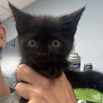 Domestic Short Hair Cats Available for Adoption in Washington, District Of Columbia - Mercury | PetCurious