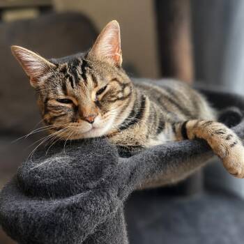 Sookie Sweet -  Domestic Short Hair Cat for Adoption in South Riding, Virginia - Sookie Sweet | PetCurious
