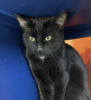Domestic Short Hair Cats Available for Adoption - Eddie | PetCurious