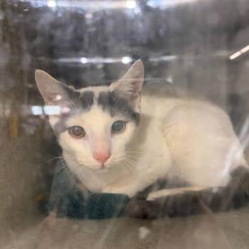 Mojo -  Domestic Short Hair Cat for Adoption in Philadelphia, Pennsylvania - Mojo | PetCurious