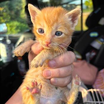 Mr Tumnus -  Domestic Short Hair Cat for Adoption in Nampa, Idaho - Mr Tumnus | PetCurious
