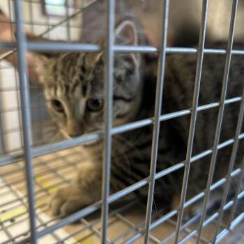 Patsy -  Domestic Short Hair Cat for Adoption in Roxboro, North Carolina - Patsy | PetCurious