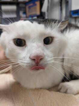 Rescue Domestic Medium Hair and Domestic Short Hair Cats for Adoption in Cleveland, Ohio - Scratch & Sniff | PetCurious