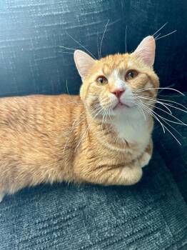 Domestic Short Hair Cats Available for Adoption in Minneapolis, Minnesota - Simba | PetCurious