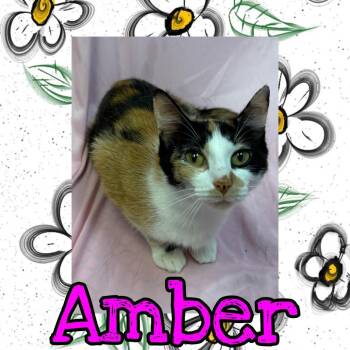 Amber -  Domestic Short Hair Cat for Adoption in Royse City, Texas - Amber | PetCurious