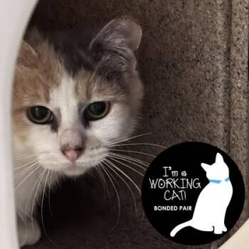 Blueberry -  Domestic Short Hair Cat Available for Adoption in Janesville, Wisconsin - Blueberry | PetCurious