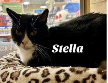 Rescue Domestic Short Hair Cats for Adoption in Owasso, Oklahoma - Stella | PetCurious
