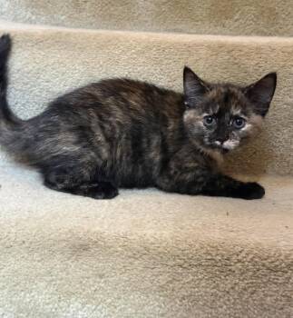 June -  Tortoiseshell Cat for Adoption in Kannapolis, North Carolina - June | PetCurious