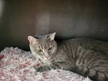 Tilton -  Tabby and Domestic Short Hair Cat for Adoption in Allentown, Pennsylvania - Tilton | PetCurious