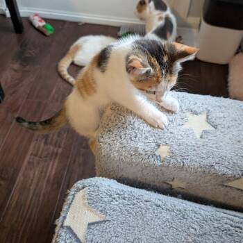 Rapunzel -  Domestic Short Hair Cat for Adoption in Woodstock, Virginia - Rapunzel | PetCurious