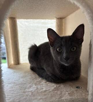 Yzma -  Domestic Short Hair Cat for Adoption in Shippensburg, Pennsylvania - Yzma | PetCurious