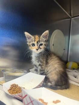 CHURRO -  Domestic Short Hair Cat for Adoption in San Jose, California - CHURRO | PetCurious