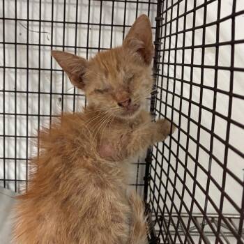 Nate -  Domestic Short Hair Cat for Adoption in Edinburg, Texas - Nate | PetCurious