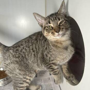 Kowalski -  Domestic Short Hair Cat for Adoption in San Antonio, Texas - Kowalski | PetCurious