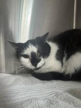Bonita (at Smitten Kitten) -  Domestic Short Hair Cat for Adoption in Fishers, Indiana - Bonita (at Smitten Kitten) | PetCurious