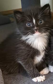Tuxedo and Domestic Short Hair Cats Available for Adoption in Georgetown, Kentucky - Moby | PetCurious